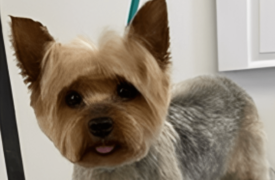 PET EAR CLEANING