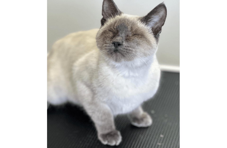 PET NAIL TRIMMING
